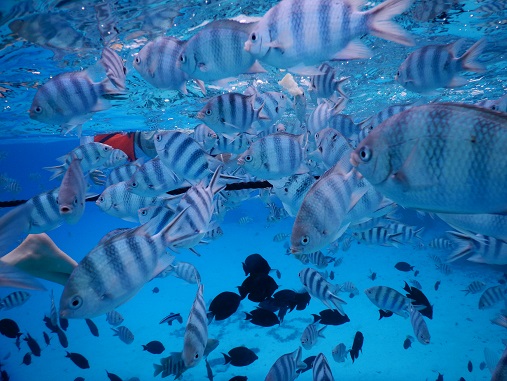 f:id:katsushika-miyah:20170821212124j:plain f:id:katsushika-miyah:20170821212124j:plain