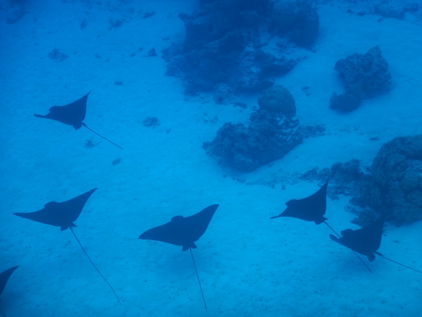 f:id:katsushika-miyah:20170821213815j:plain f:id:katsushika-miyah:20170821213815j:plain