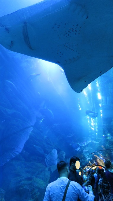 f:id:katsushika-miyah:20181026180258j:plain f:id:katsushika-miyah:20181026180258j:plain