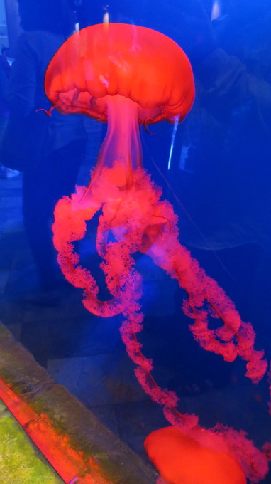 f:id:katsushika-miyah:20181026221546j:plain f:id:katsushika-miyah:20181026221546j:plain