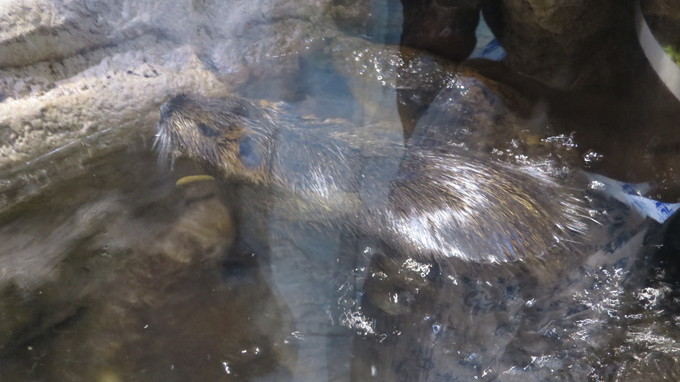 f:id:katsushika-miyah:20181026221842j:plain f:id:katsushika-miyah:20181026221842j:plain