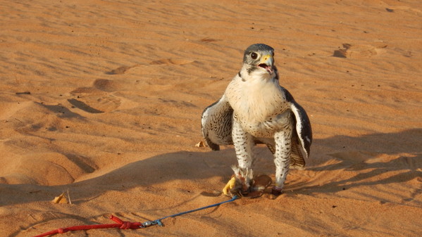 f:id:katsushika-miyah:20181030000217j:plain f:id:katsushika-miyah:20181030000217j:plain