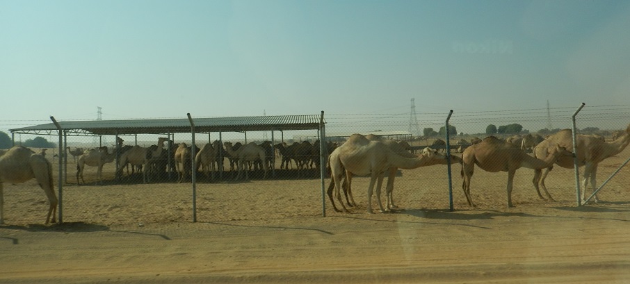 f:id:katsushika-miyah:20181030015816j:plain f:id:katsushika-miyah:20181030015816j:plain