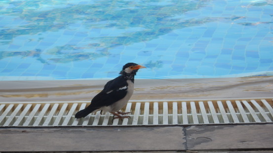 f:id:katsushika-miyah:20181111173805j:plain f:id:katsushika-miyah:20181111173805j:plain