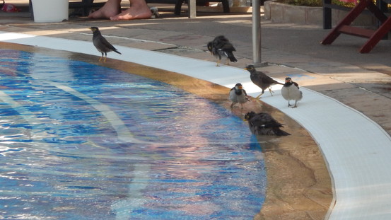 f:id:katsushika-miyah:20181111173836j:plain f:id:katsushika-miyah:20181111173836j:plain