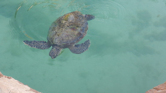 f:id:katsushika-miyah:20181113035739j:plain f:id:katsushika-miyah:20181113035739j:plain