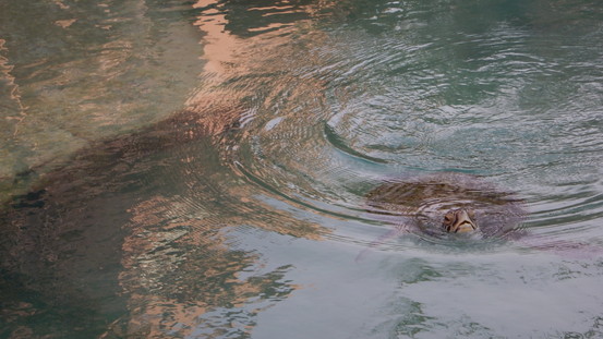 f:id:katsushika-miyah:20181113035916j:plain f:id:katsushika-miyah:20181113035916j:plain