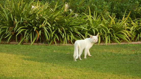 f:id:katsushika-miyah:20181113040115j:plain f:id:katsushika-miyah:20181113040115j:plain