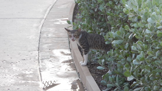 f:id:katsushika-miyah:20181113040321j:plain f:id:katsushika-miyah:20181113040321j:plain