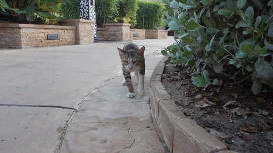 f:id:katsushika-miyah:20181113040519j:plain f:id:katsushika-miyah:20181113040519j:plain