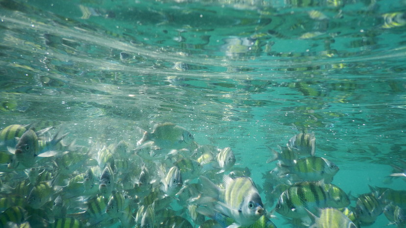 f:id:katsushika-miyah:20191224012122j:plain f:id:katsushika-miyah:20191224012122j:plain