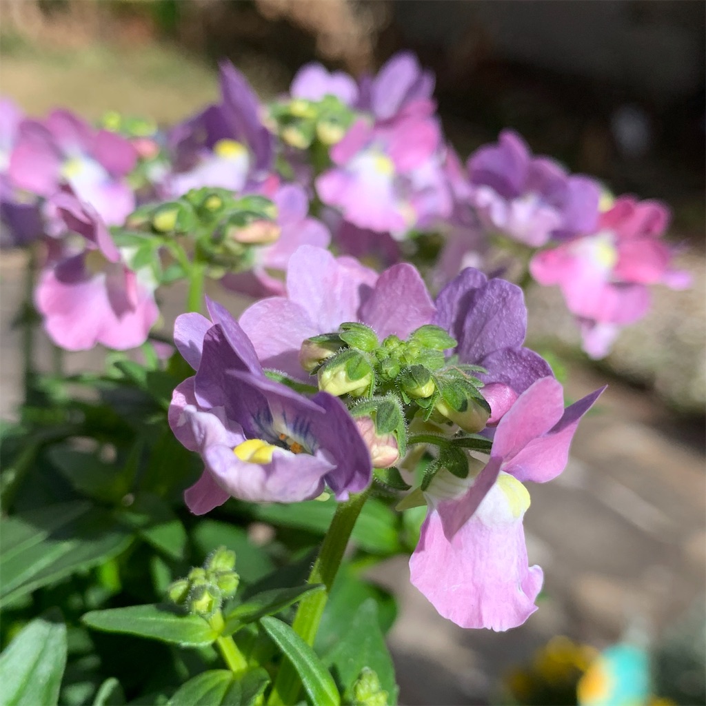 すべての花の画像 ユニークネメシア 花言葉