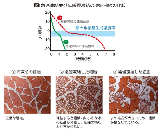 f:id:katsuwonosashimi:20200507141214j:image f:id:katsuwonosashimi:20200507141214j:image