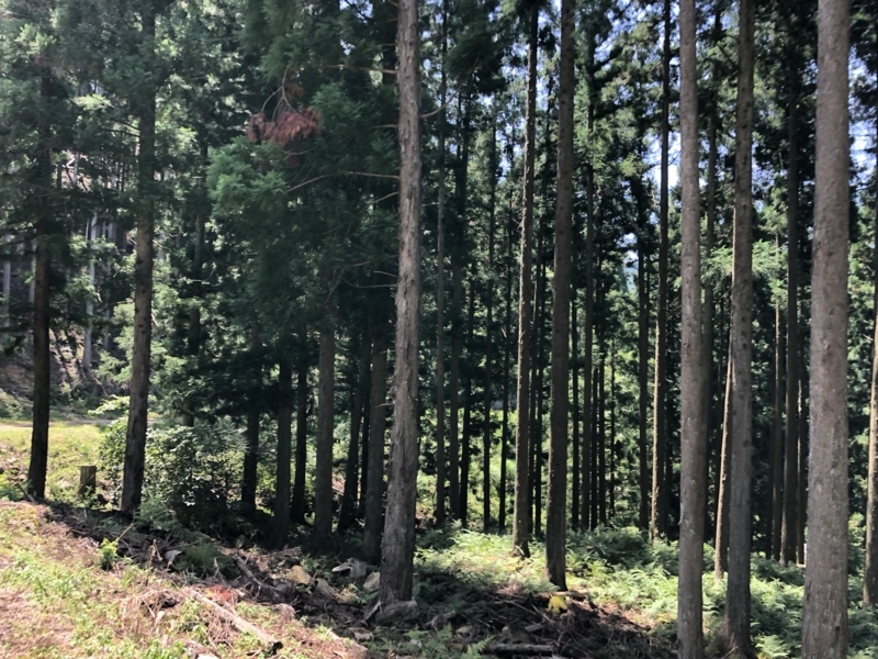 f:id:katsuya884:20180725105520j:image:w360