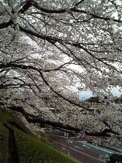 f:id:katti:20080329173816j:image