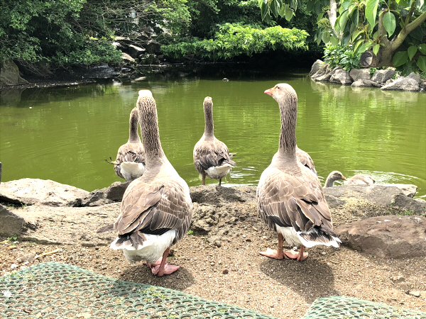 f:id:kattie_travel:20180604215817j:plain f:id:kattie_travel:20180604215817j:plain