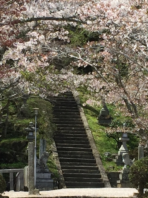 イメージ 7