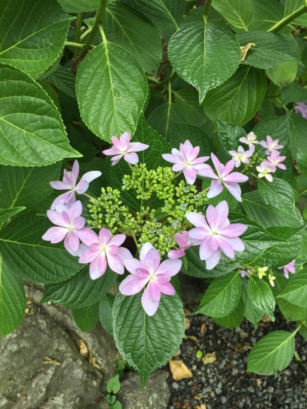 イメージ 6