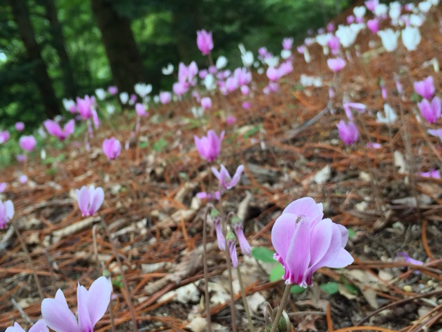 イメージ 8