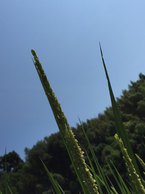 イメージ 11