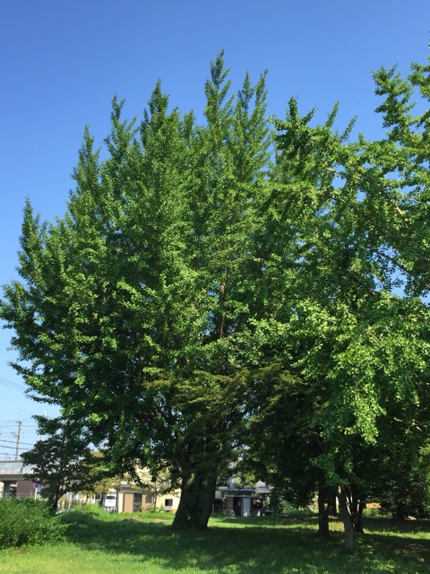 イメージ 12