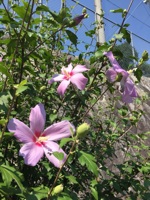 イメージ 18
