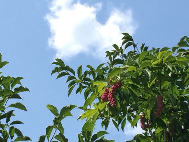イメージ 7