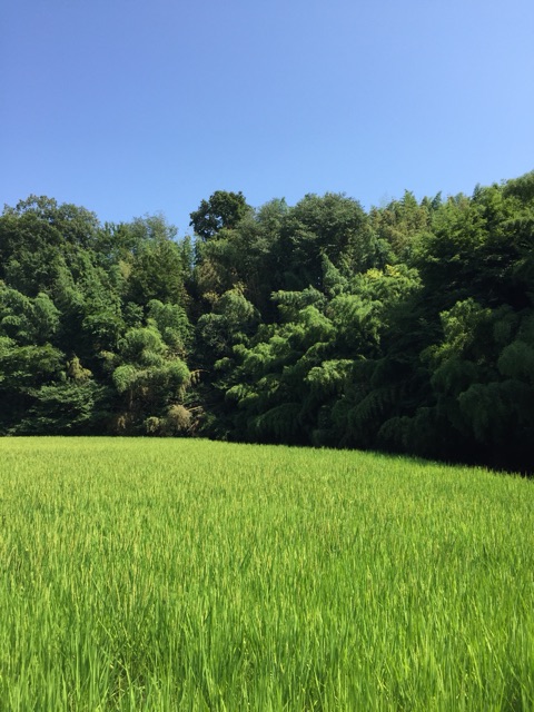 イメージ 9