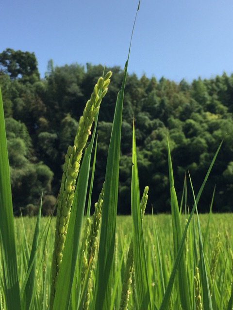 イメージ 10