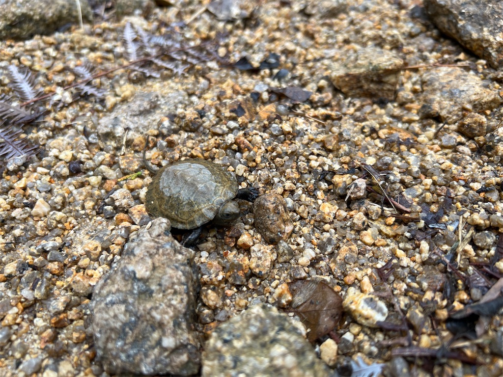 f:id:kattsf10:20231010190635j:image