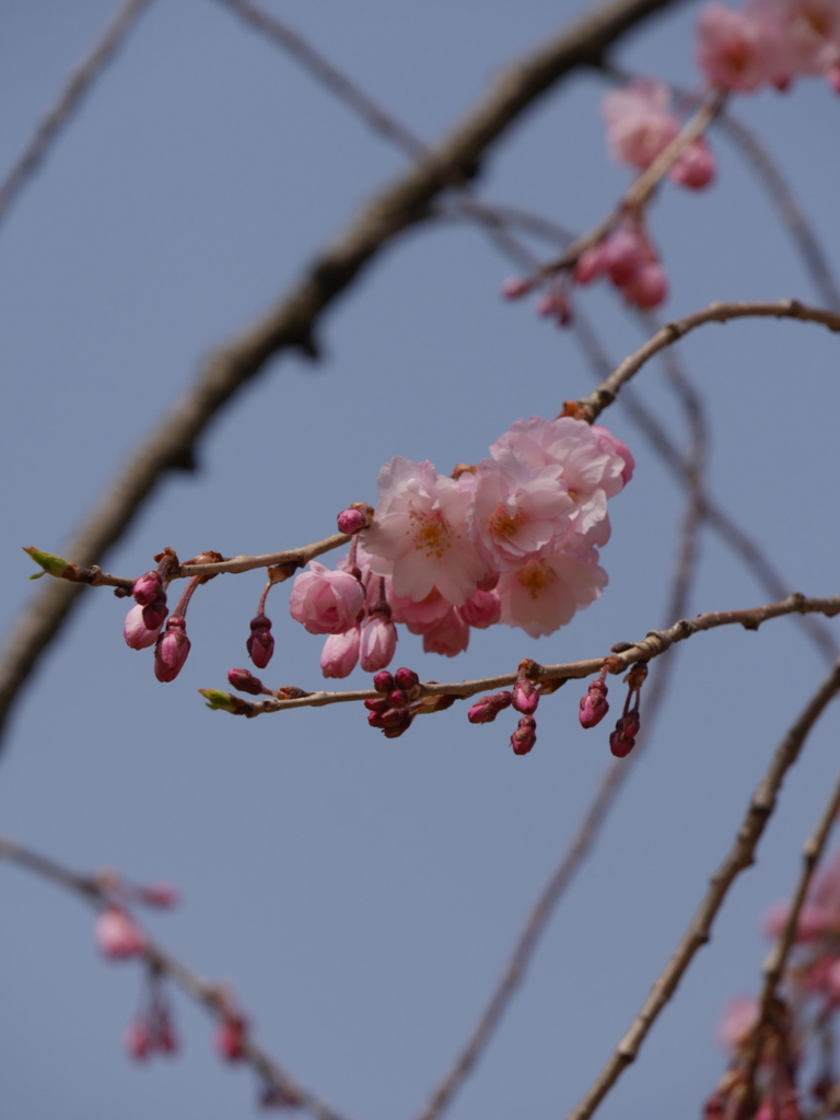 f:id:katu3do:20180403114159j:plain f:id:katu3do:20180403114159j:plain