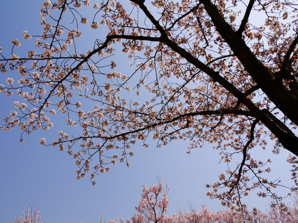 f:id:katu3do:20180403114225j:plain f:id:katu3do:20180403114225j:plain