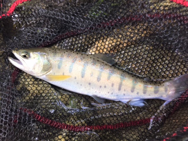 f:id:katukunTENKARA:20211030100807j:plain