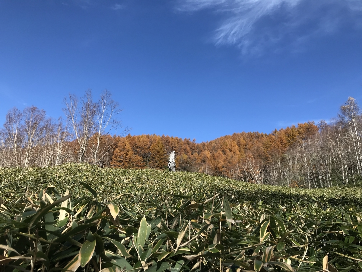 f:id:katukunTENKARA:20211105134148j:plain
