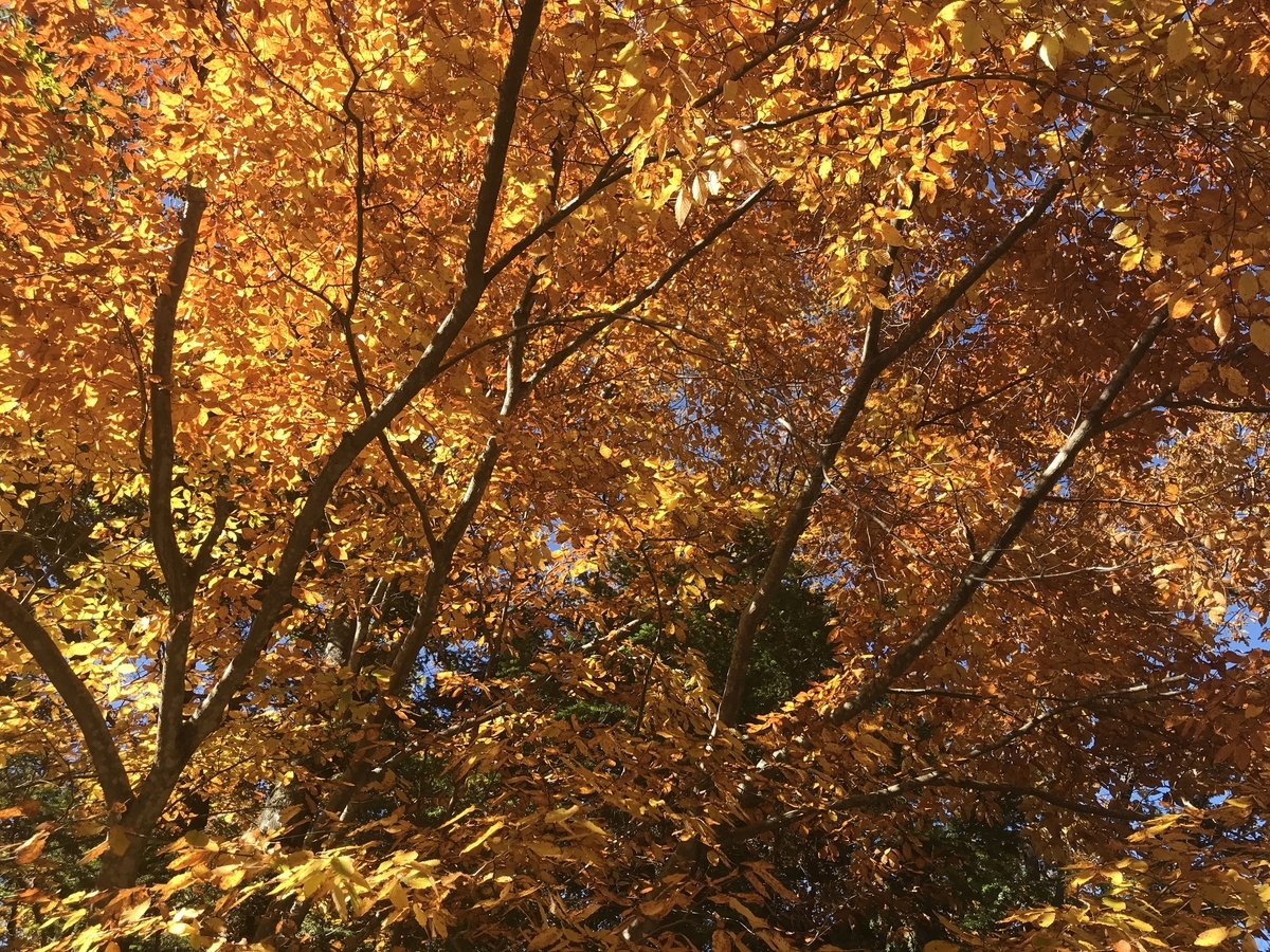 f:id:katukunTENKARA:20211106175449j:plain