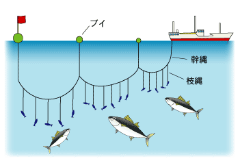 メカジキが美味しいけんについて Katumaguのブログ