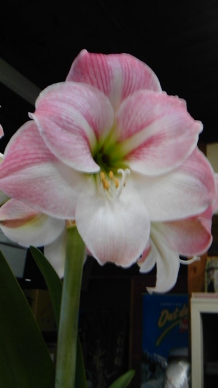 f:id:katuurasan:20100527100047j:image