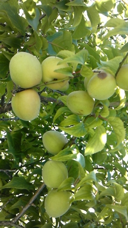 f:id:katuurasan:20100528114521j:image