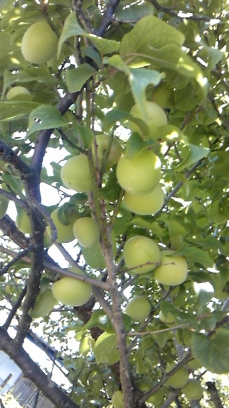 f:id:katuurasan:20100528114538j:image