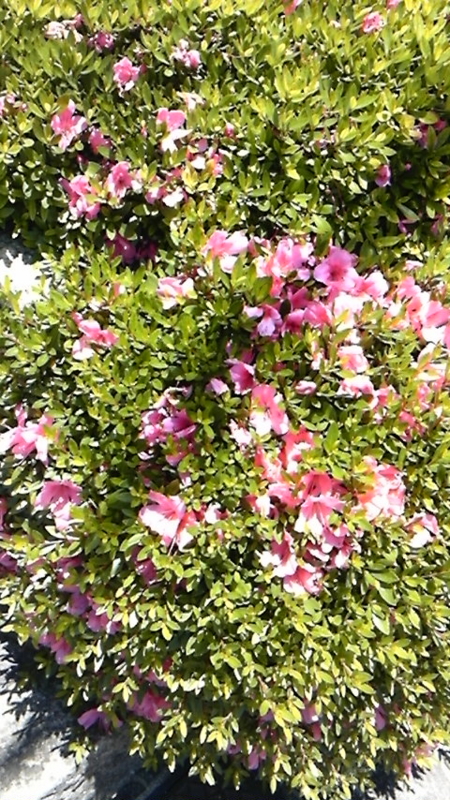 f:id:katuurasan:20100528114617j:image