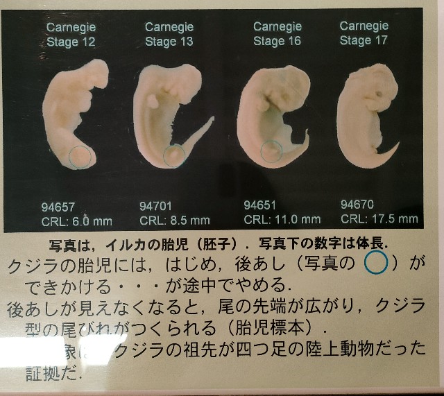 f:id:katyosetsugan:20220326221651j:image f:id:katyosetsugan:20220326221651j:image