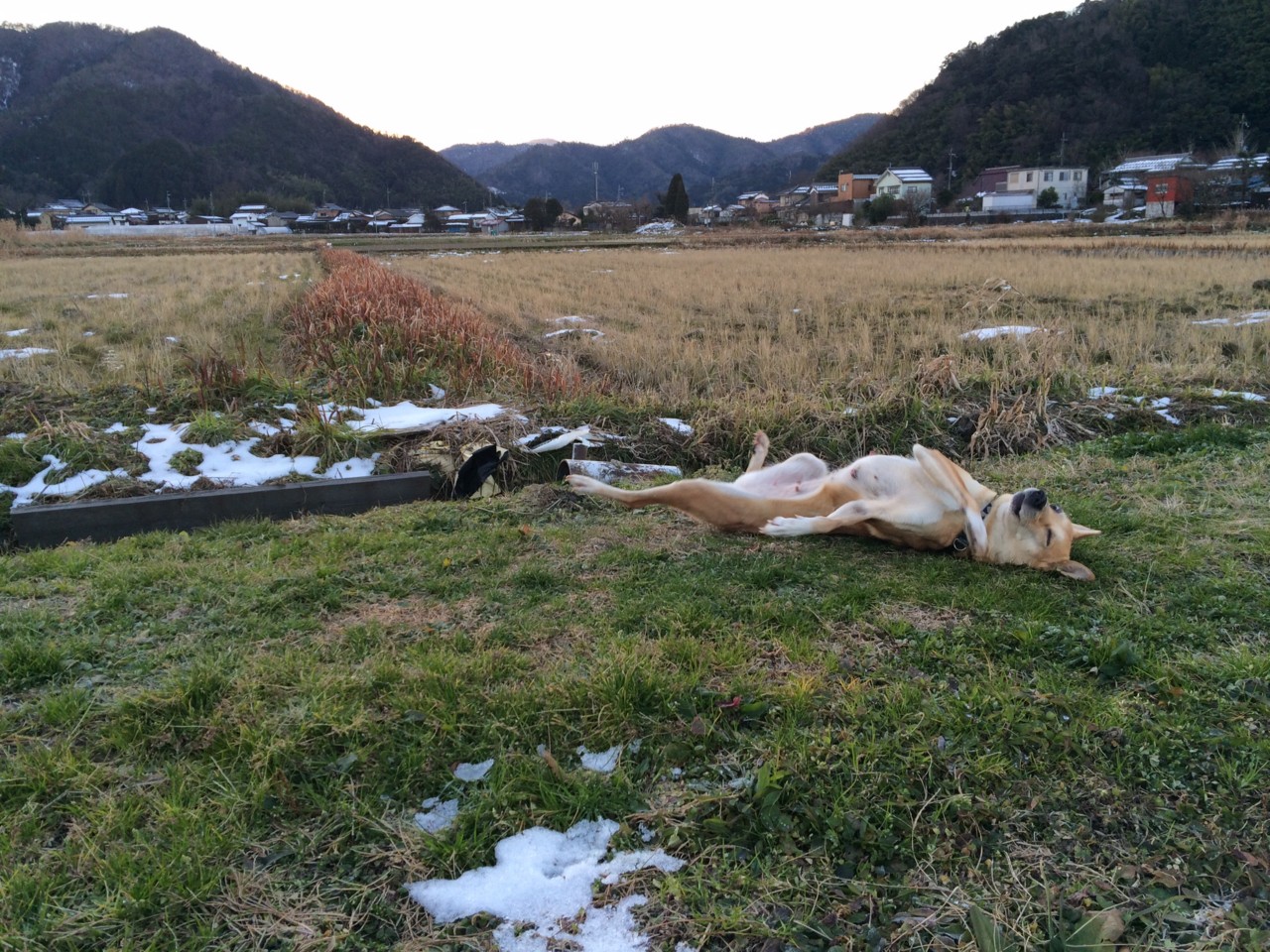 京都新聞写真コンテスト　まだ帰りたくないぃぃ～