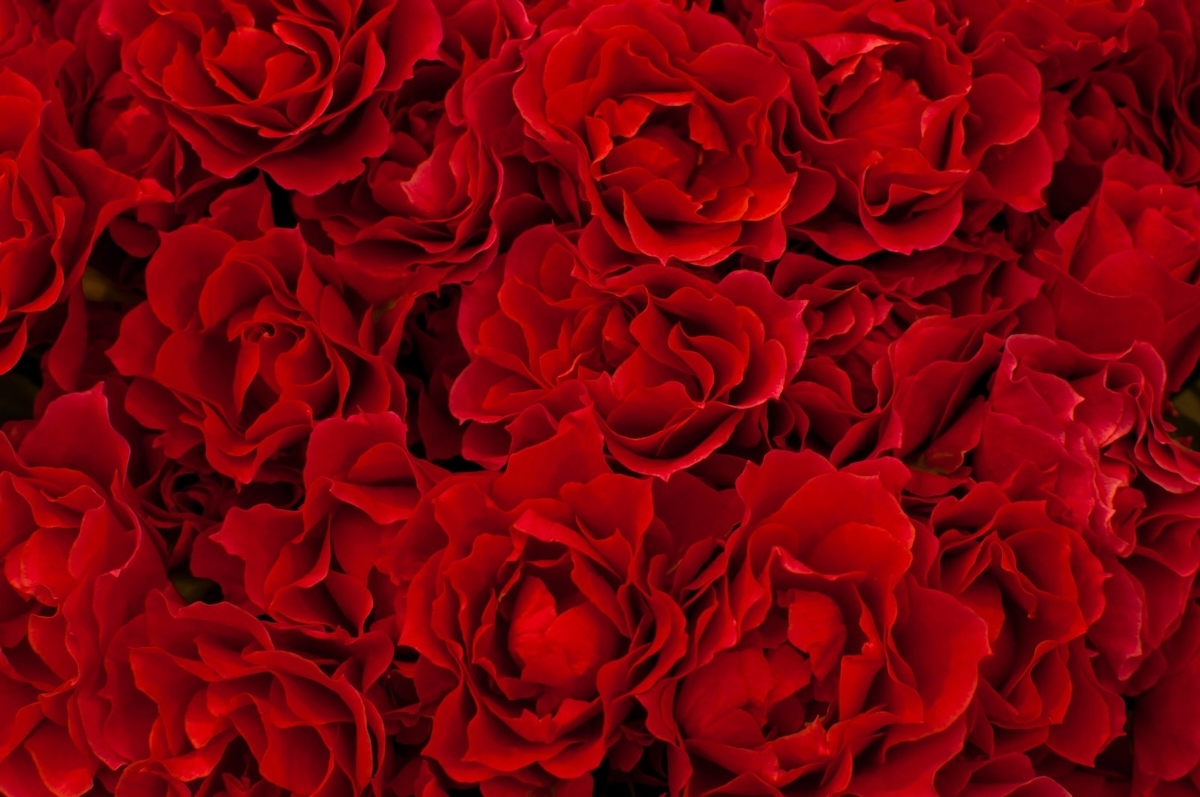 f:id:kau4521:20200912184916j:plain f:id:kau4521:20200912184916j:plain