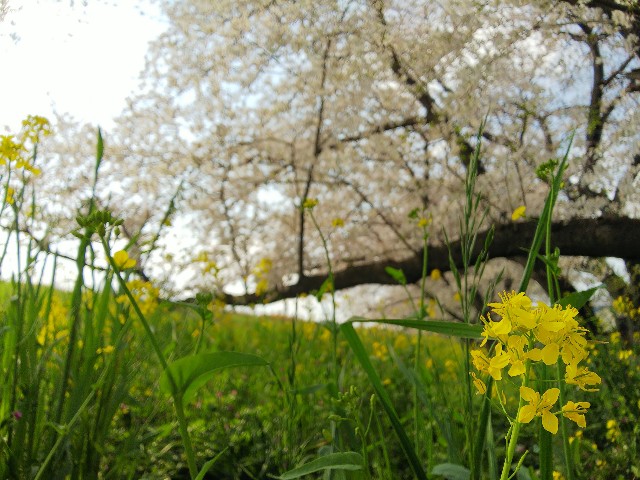 f:id:kaukun:20200404231551j:image
