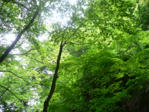 f:id:kaunet:20090715055008j:image