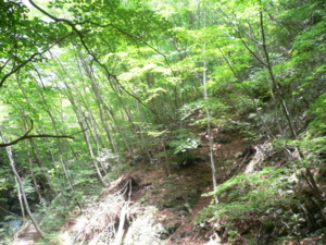 f:id:kaunet:20090715061021j:image
