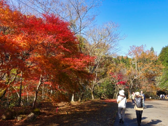 花貫渓谷・花園渓谷 - 多摩川サイクリングロードの車窓から