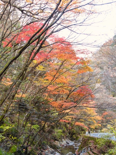 花貫渓谷・花園渓谷 - 多摩川サイクリングロードの車窓から