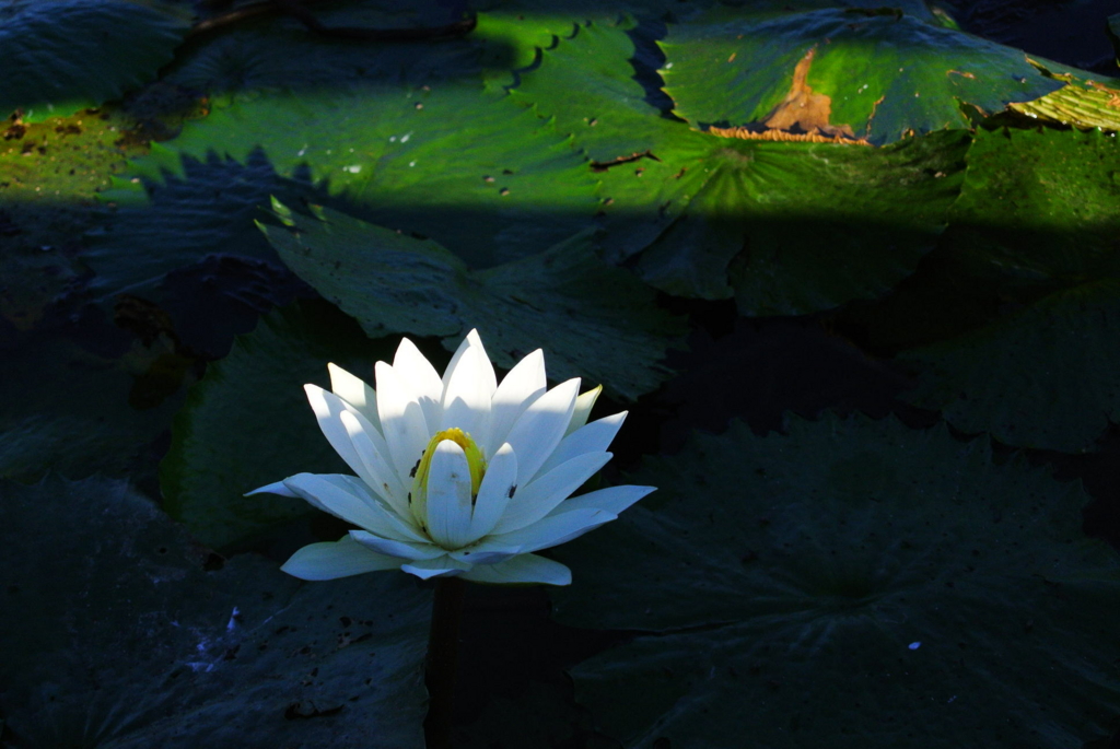 f:id:kawa0318jp:20170419051324j:plain