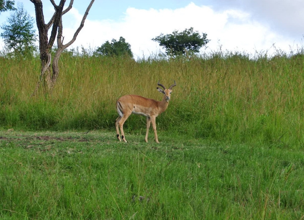 f:id:kawa0318jp:20170419051333j:plain